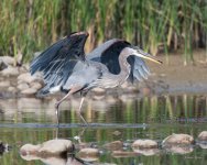 GBH Stick-305.jpg