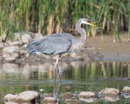GBH Stick-306.jpg