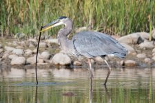 GBH Stick-307.jpg