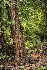 _DSC7071 low res.jpg