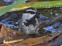 Chickadee4.jpg