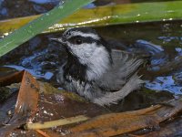 Chickadee5.jpg