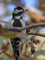 Woodpecker2.jpg