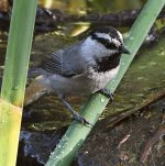 Chickadee3.jpg