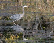 GBH-311.jpg