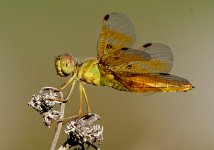 _ROY0693.JPG