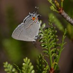 Hairstreak.jpg