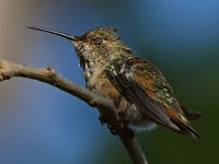 Hummer17.jpg