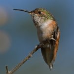 Hummer24.jpg