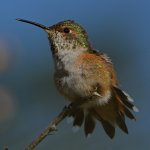 Hummer30.jpg