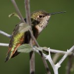 Hummer31.jpg