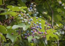 _DSC7174 low res.jpg