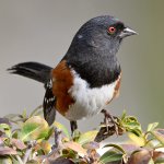 Towhee5.jpg
