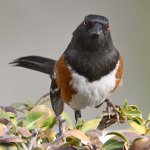Towhee4.jpg