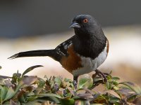 Towhee2.jpg