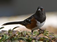 Towhee3.jpg