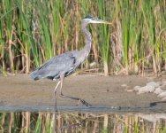 GBH-313.jpg