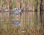 GBH-314.jpg