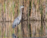 GBH-315.jpg