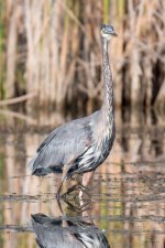 GBH-317.jpg