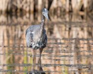 GBH-318.jpg