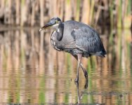 GBH-316.jpg