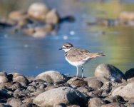 Killdeer-302.jpg