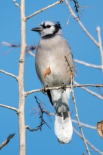 Bluejay-300.jpg