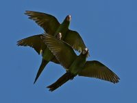 Parrots4.jpg