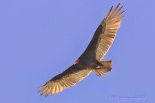 9-28-18-cr__D7K0124.jpg