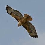Hawk2.jpg