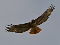 Hawk4.jpg