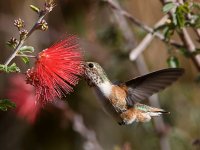 Hummer14.jpg