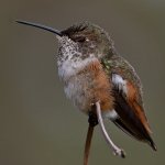 Hummer19.jpg