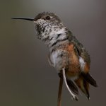 Hummer20.jpg