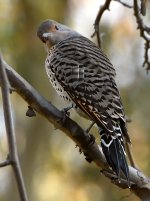 Flicker.jpg
