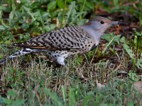 Flicker9.jpg