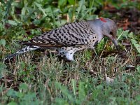 Flicker10.jpg