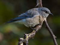Bluebird4.jpg