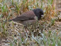 Junco.jpg