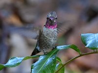 Hummer2.jpg