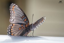 30001883027_a75d624a4c_b.jpg