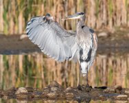 GBH-320.jpg