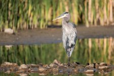 GBH-321.jpg
