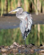 GBH-322.jpg