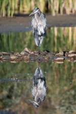 GBH-323.jpg