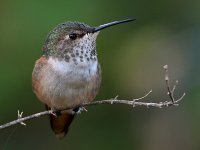 Hummer2.jpg