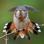 Hummer19.jpg