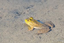 Frog-301.jpg