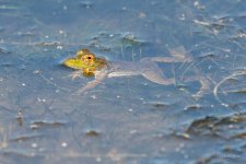 Frog-302.jpg